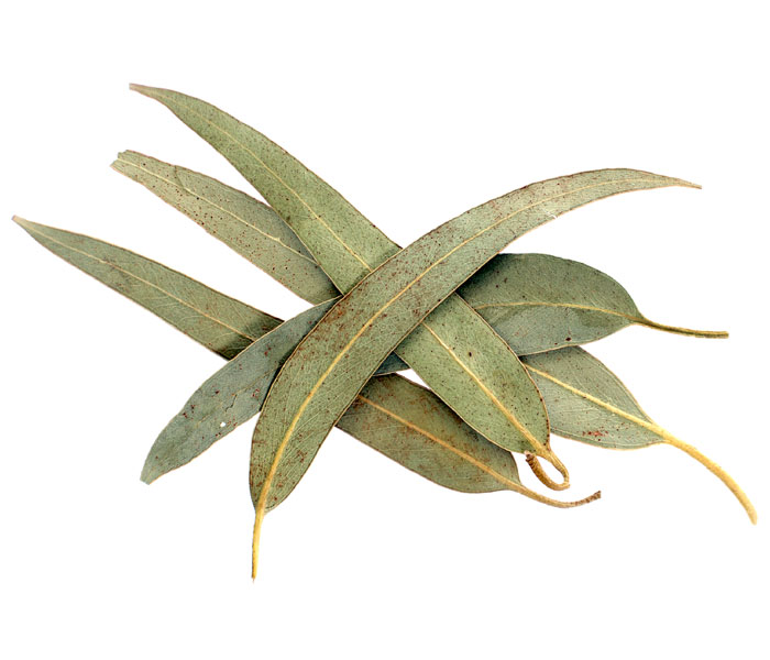 干草药 - Eucalyptus Leaf 桉树叶 500g